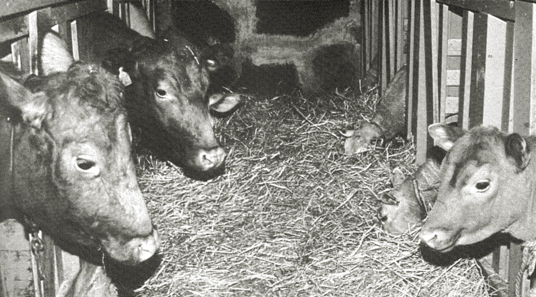 Raudkollene trivst i fjoset på Kvia. Her står kalven til Silkrei, Kvirei, saman med Silkrei og Plomrei i april 1992. Foto: Jærmuseet.