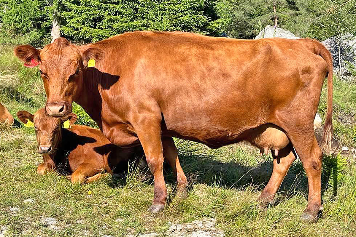 Ku nummer  50 hos Knut R. Thunheim.  8,5 poeng for kropp og bein, 4 poeng for jur og spener. Totalt 12,5 poeng og  1. premie.  Foto og dommar:  Tore Joa.