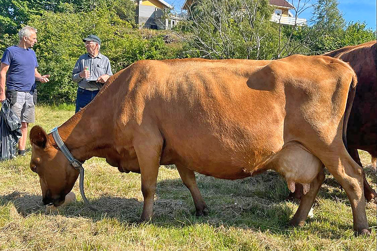 12 år gammel ku hos Tor Fredrik Axelsen på Flekkerøy. Kua fikk 7 poeng for kropp og bein, 2,5 for jur og spener. Totalt 9,5 poeng og<br />
3. premie. Foto: Tore Joa.