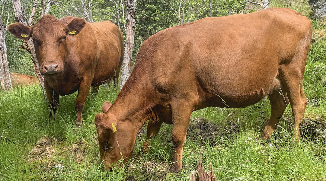 Den spesielle kua