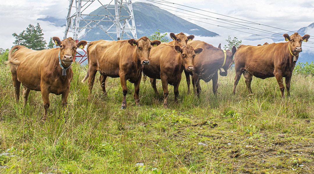 Vestlandsraudkollene på Tjugum:<br />
Ole Tjugum i Balestrand har den eldste besetninga av vestlandsraudkolla her til lands.Foto: Liv Kristin Sola, Bondevennen